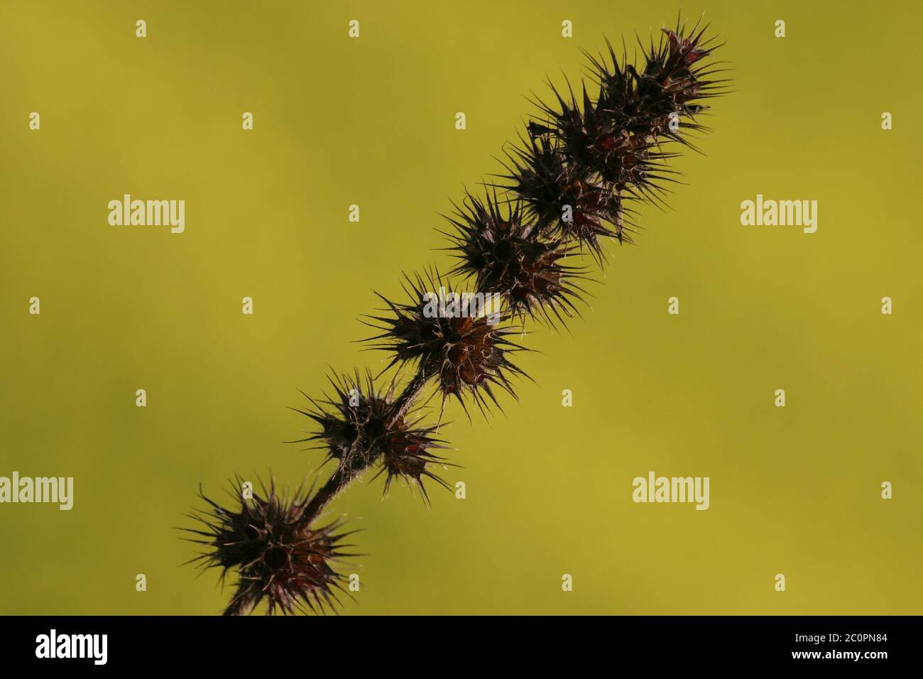 Plante épineuse Banque D'Images