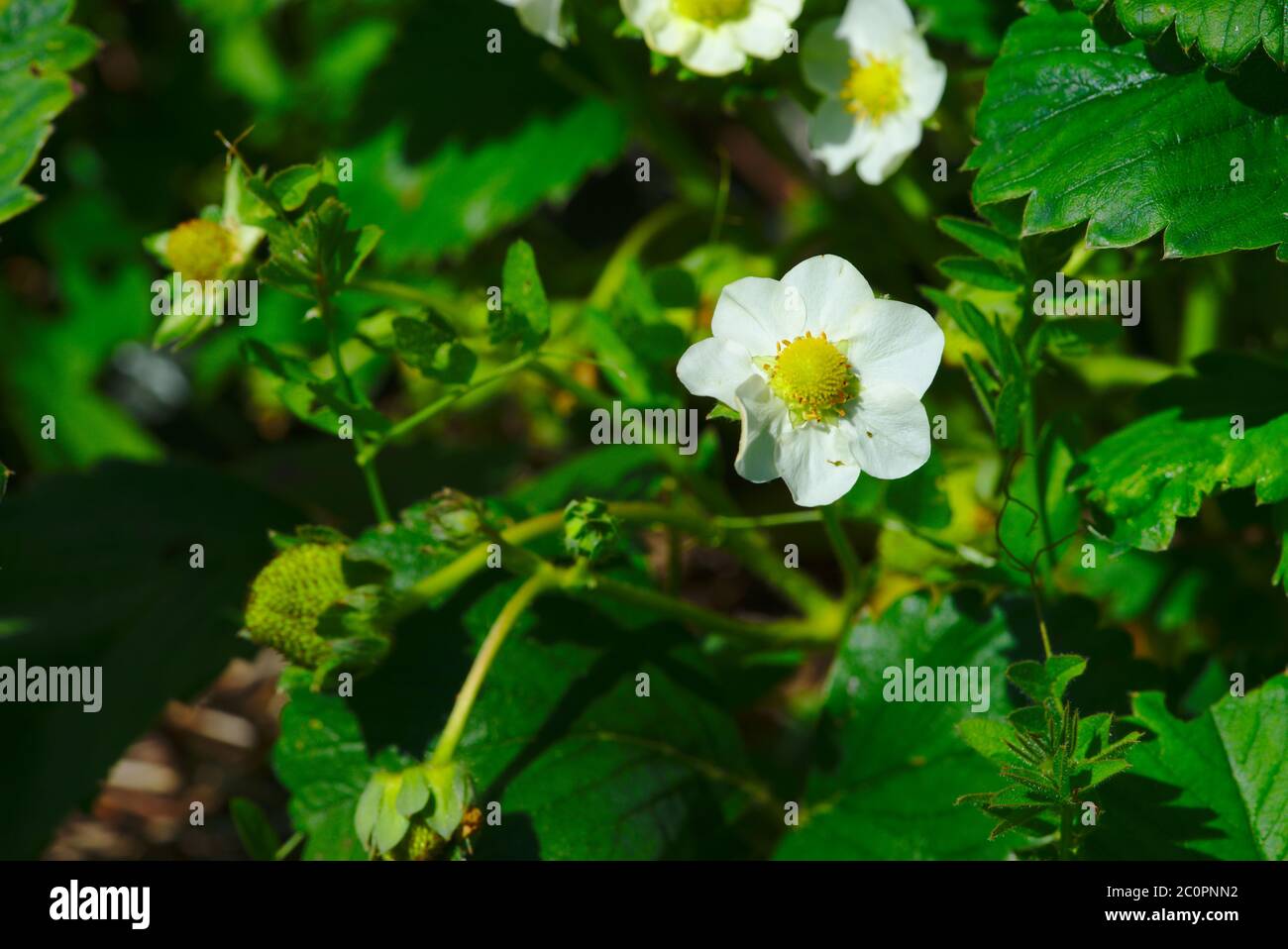 petites fleurs de fraise au printemps Banque D'Images