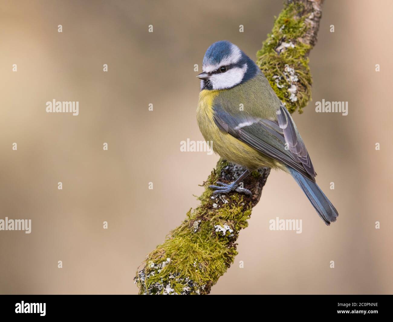 Blue Tit, Cyanistes caeruleus, Dumfries & Galloway, Écosse Banque D'Images