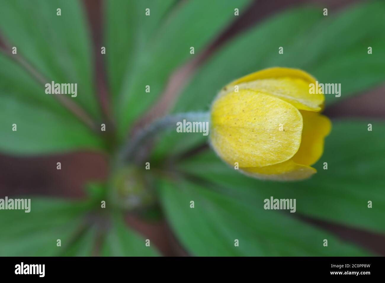 Anemone ranunculides, l'anemone de bois jaune, plante sauvage de Finlande Banque D'Images
