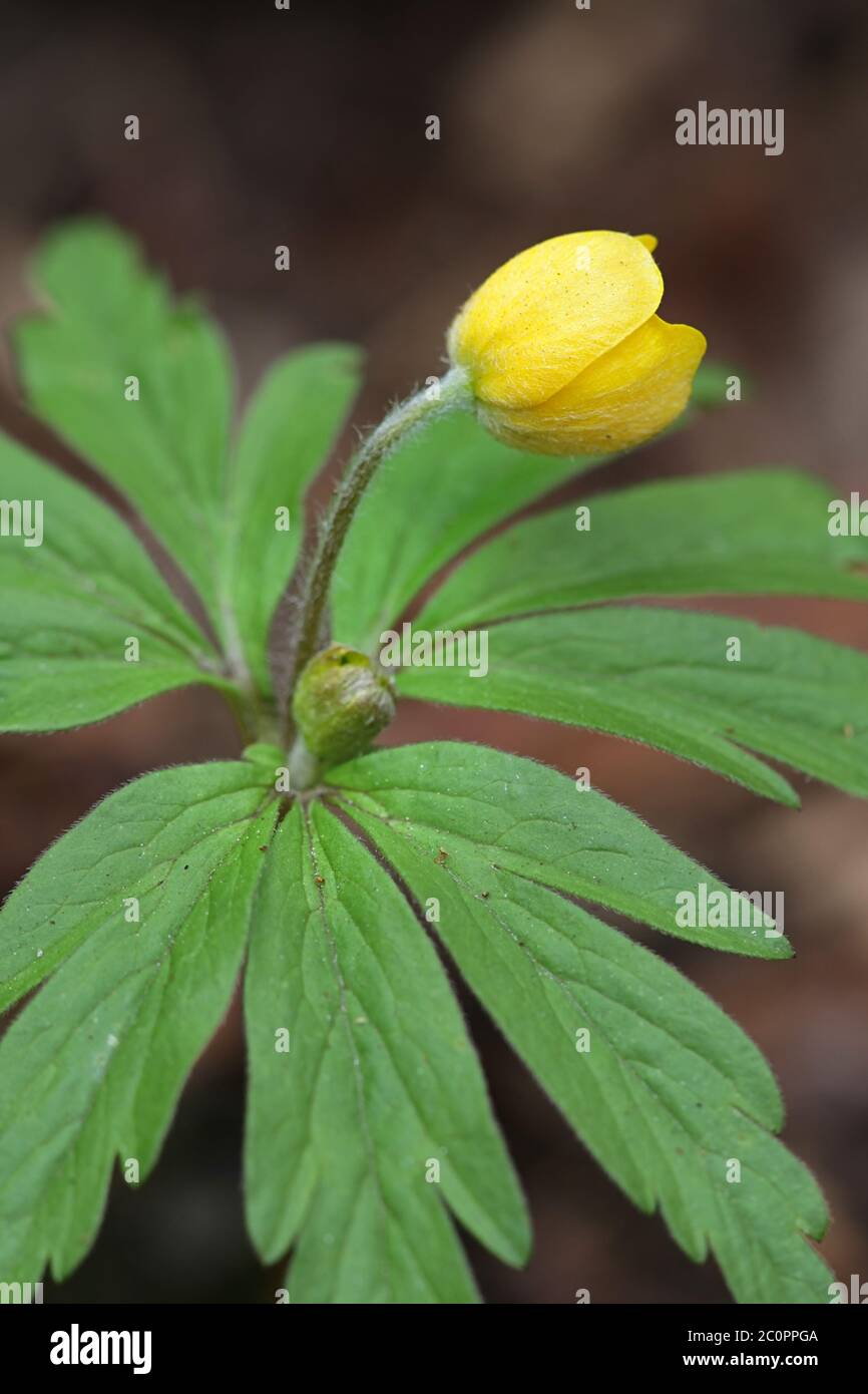 Anemone ranunculides, l'anemone de bois jaune, plante sauvage de Finlande Banque D'Images