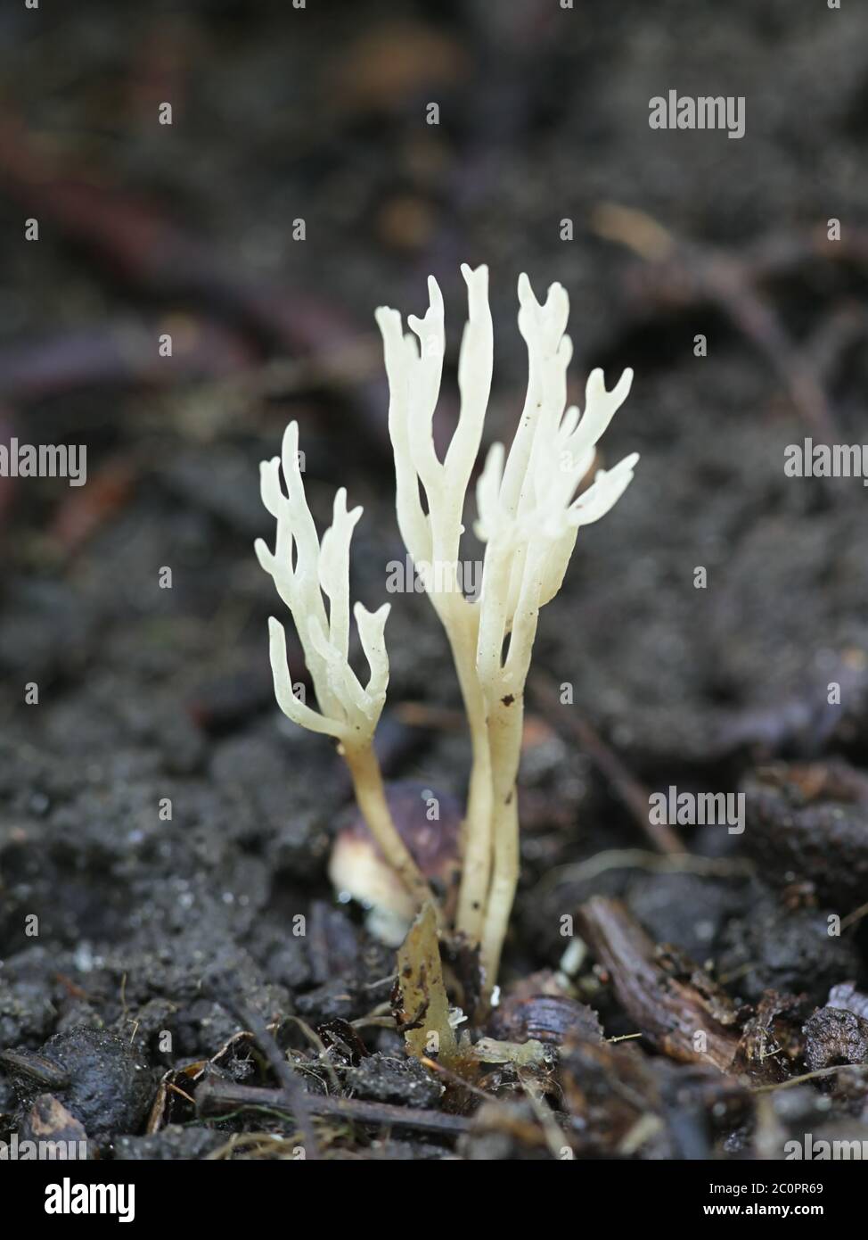 Ramariopsis kunzei, connu sous le nom de champignon ivoire corail ou corail blanc, champignon sauvage de Finlande Banque D'Images