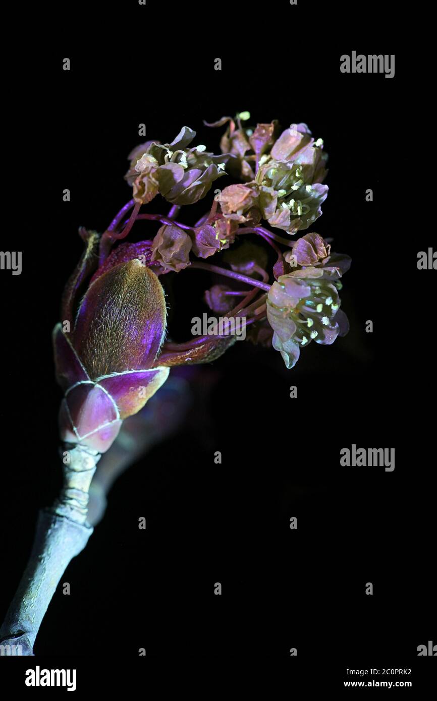 Fleurs d'érable, Acer platanoides, photographiées dans des rayons ultraviolets (365 nm) Banque D'Images