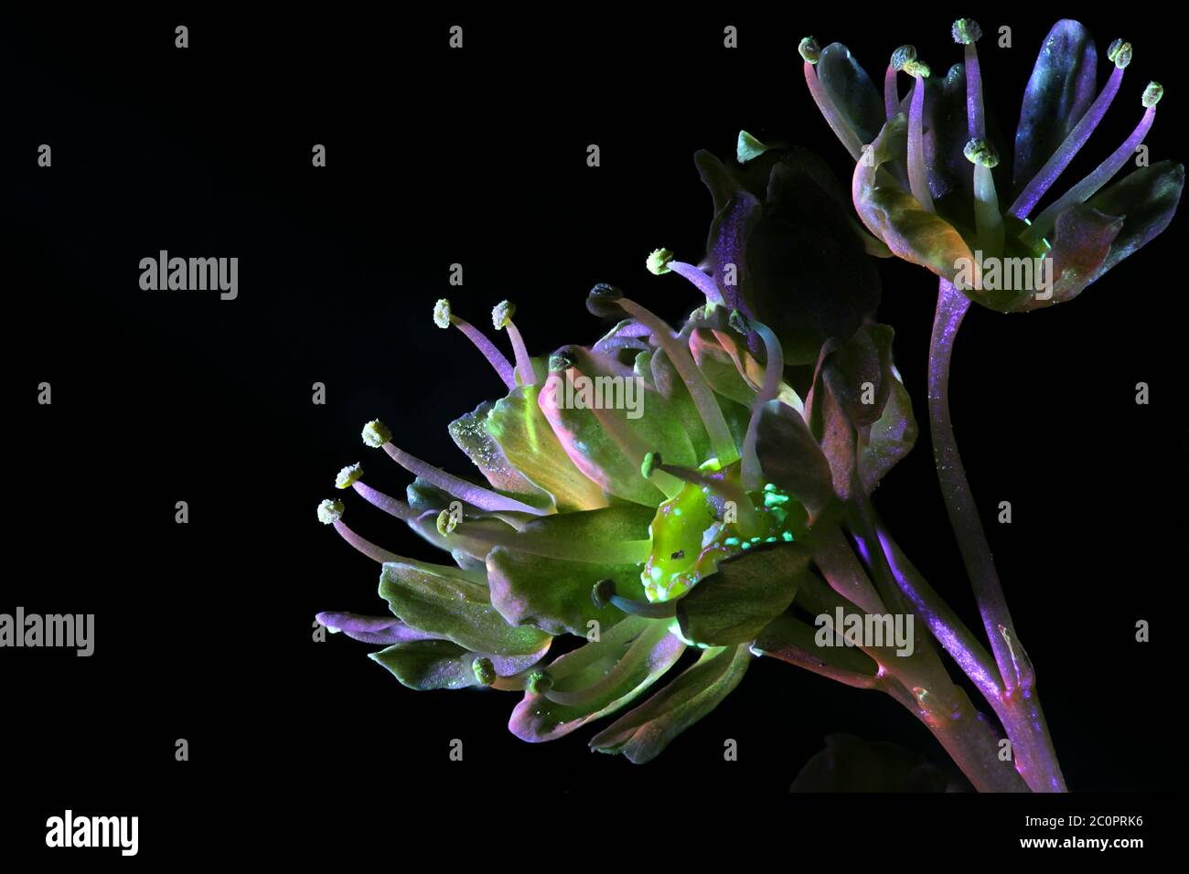 Boutons floraux de l'érable de Norvège, Acer platanoides, photographiés dans des rayons ultraviolets (365 nm) Banque D'Images