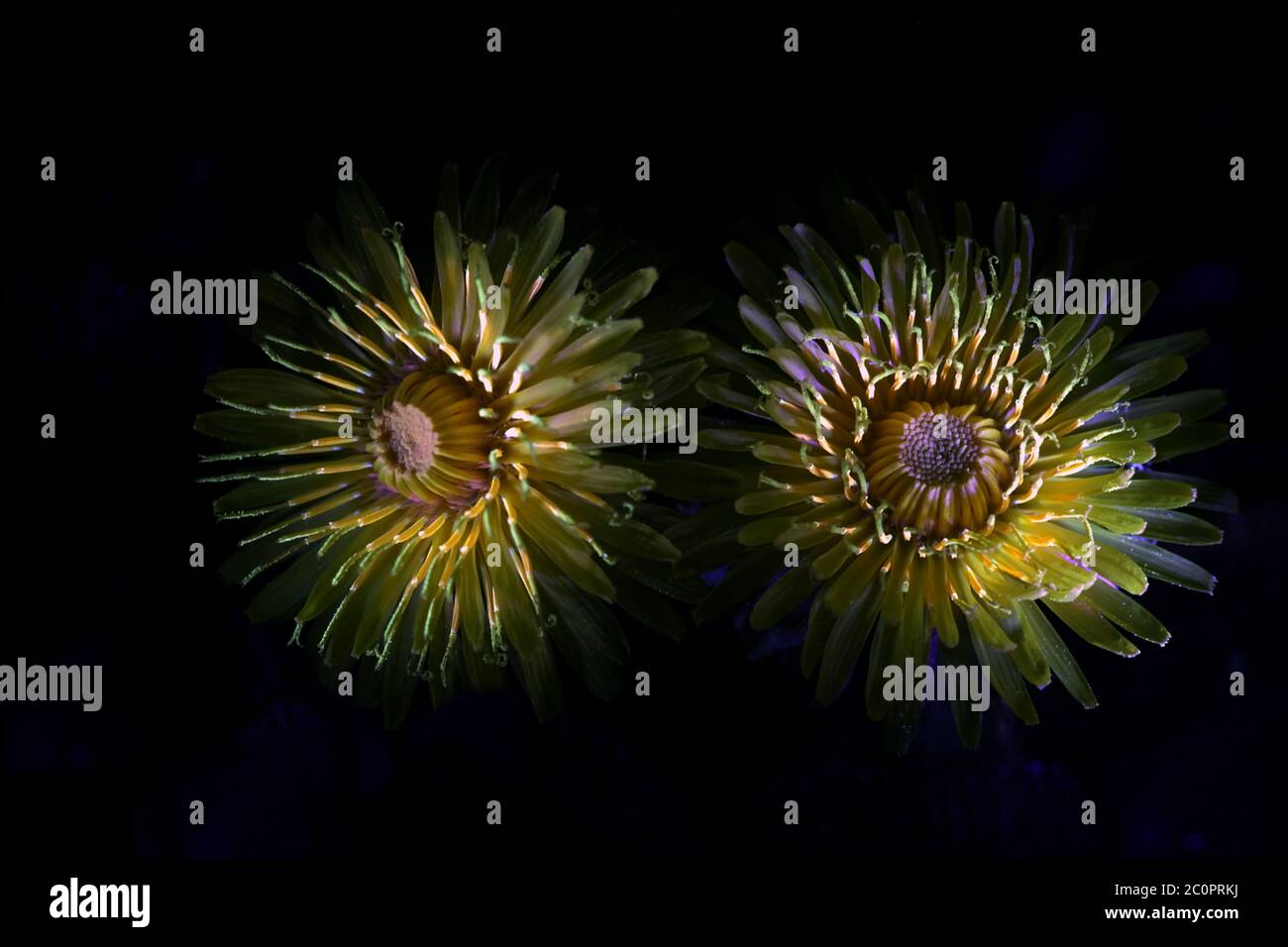 Pissenlit, Taraxacum officinale, photographié dans des rayons ultraviolets (365 nm) Banque D'Images