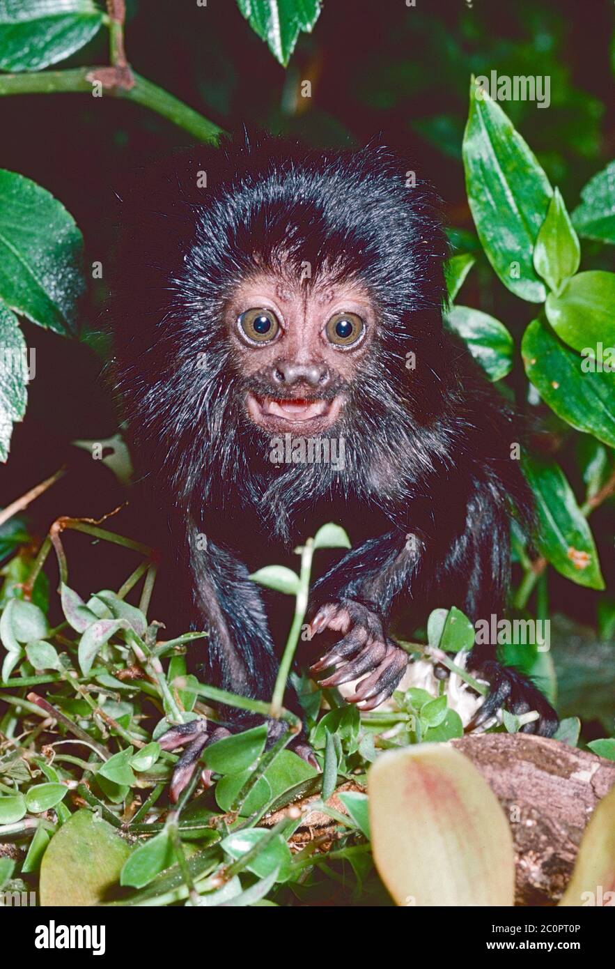 Jeune singe de Goeldi (Callimoco goeldii) du bassin de la haute-Amazonie en Amérique du Sud-Ouest. Vulnérable. Banque D'Images