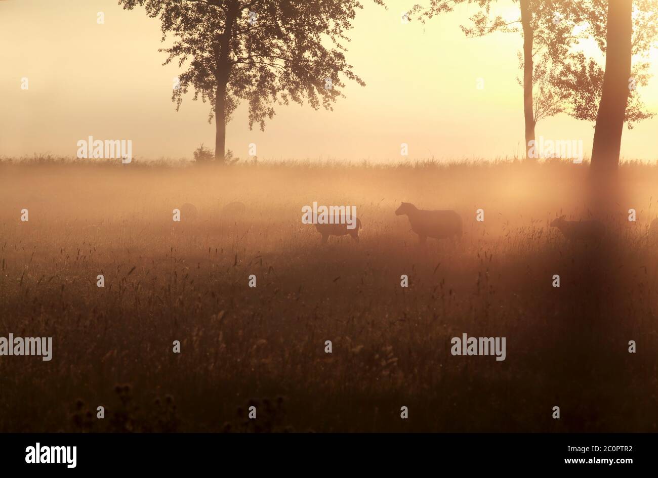 moutons dans l'herbe au lever du soleil brumeux Banque D'Images
