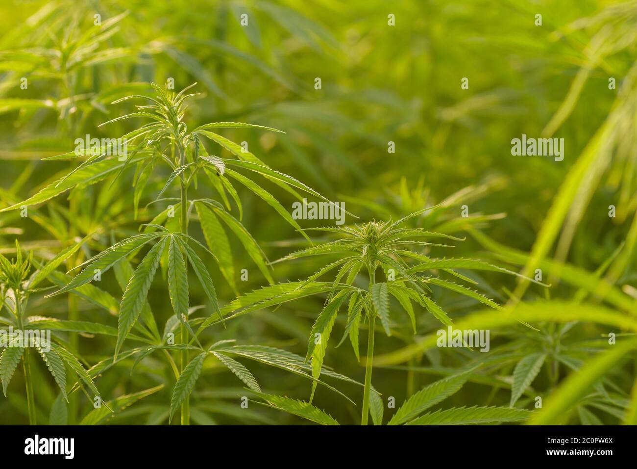 Chanvre vert ou plantation industrielle de cannabis Banque D'Images Chanvre vert ou plantation industrielle de cannabis Banque D'Images
