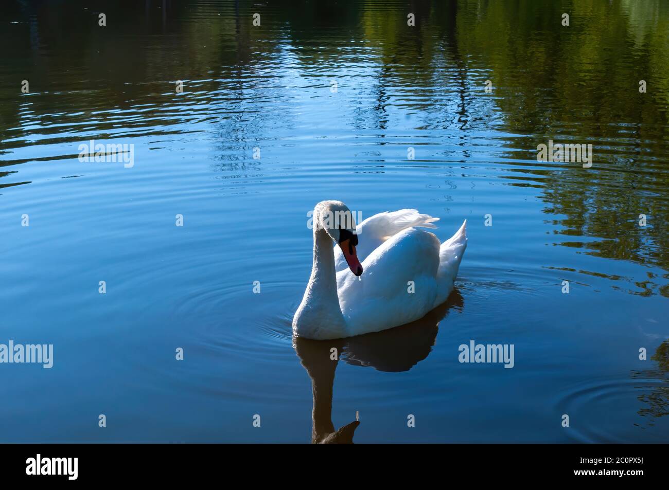 le cygne blanc nage dans le lac. magnifique oiseau d'eau. photo de stock Banque D'Images