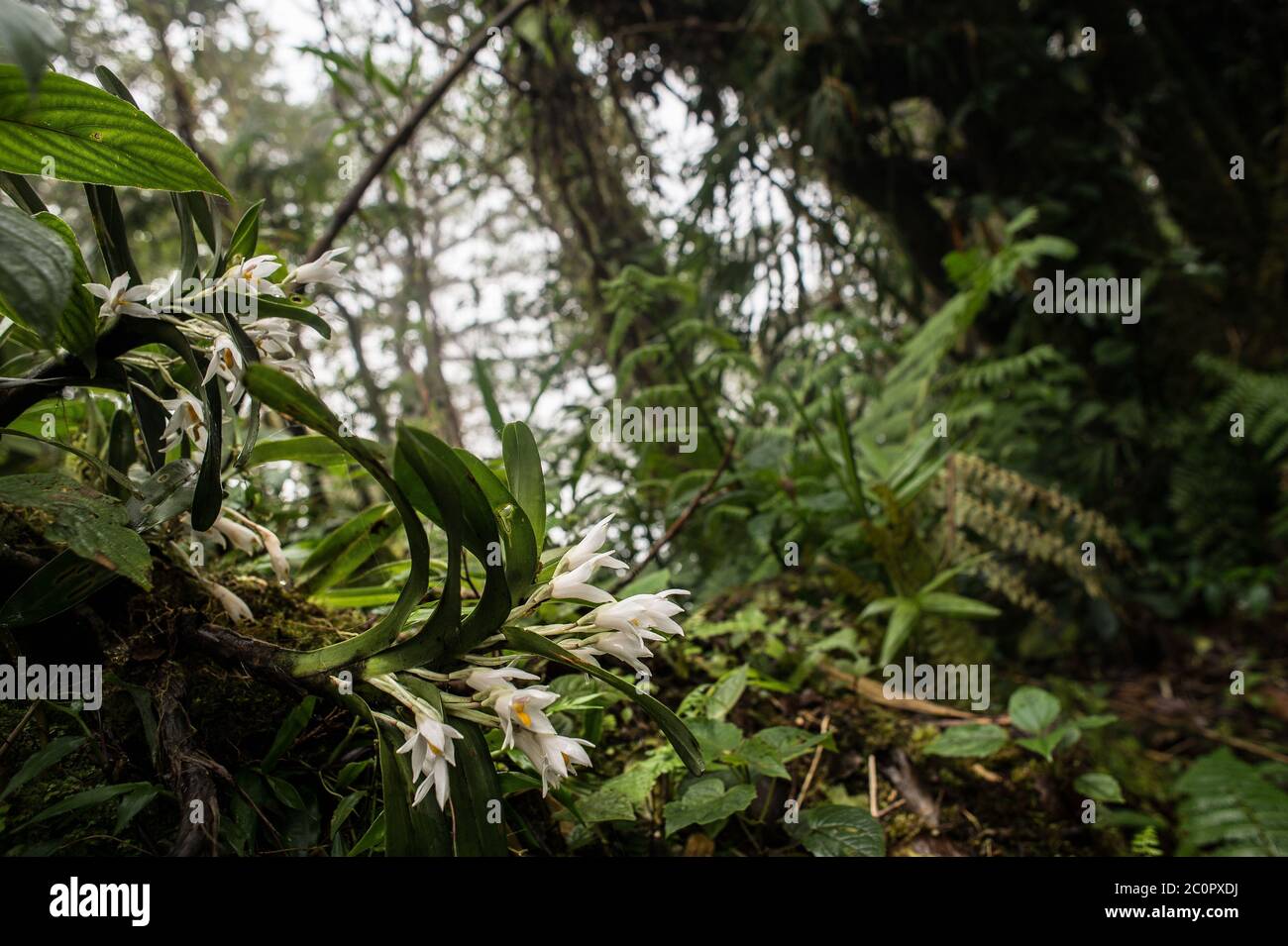 Orchidée épiphytique, Camaridium ochroleucum, Orchidaceae, Forêt nuageuse de Santa Elena, Réserve, Costa Rica, Centroamerica Banque D'Images