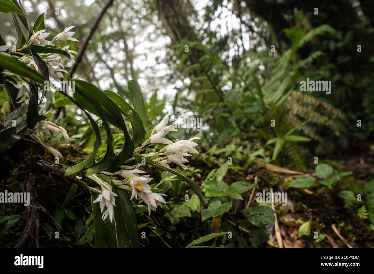 Orchidée épiphytique, Camaridium ochroleucum, Orchidaceae, Forêt nuageuse de Santa Elena, Réserve, Costa Rica, Centroamerica Banque D'Images