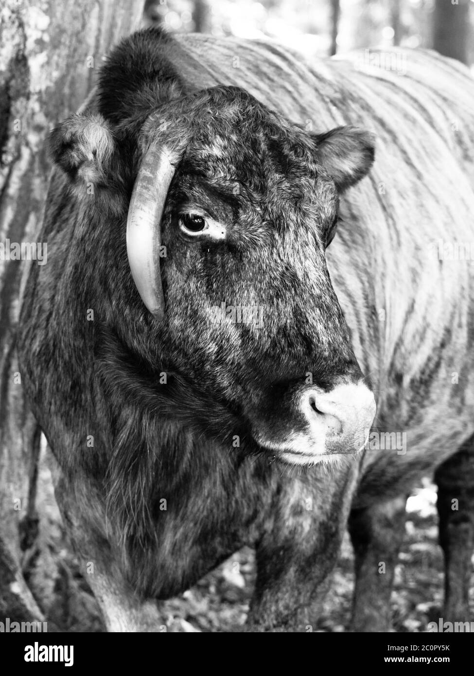 Zubron - hybride de bovins domestiques et de bisons européens, ou wisent. Image en noir et blanc. Banque D'Images