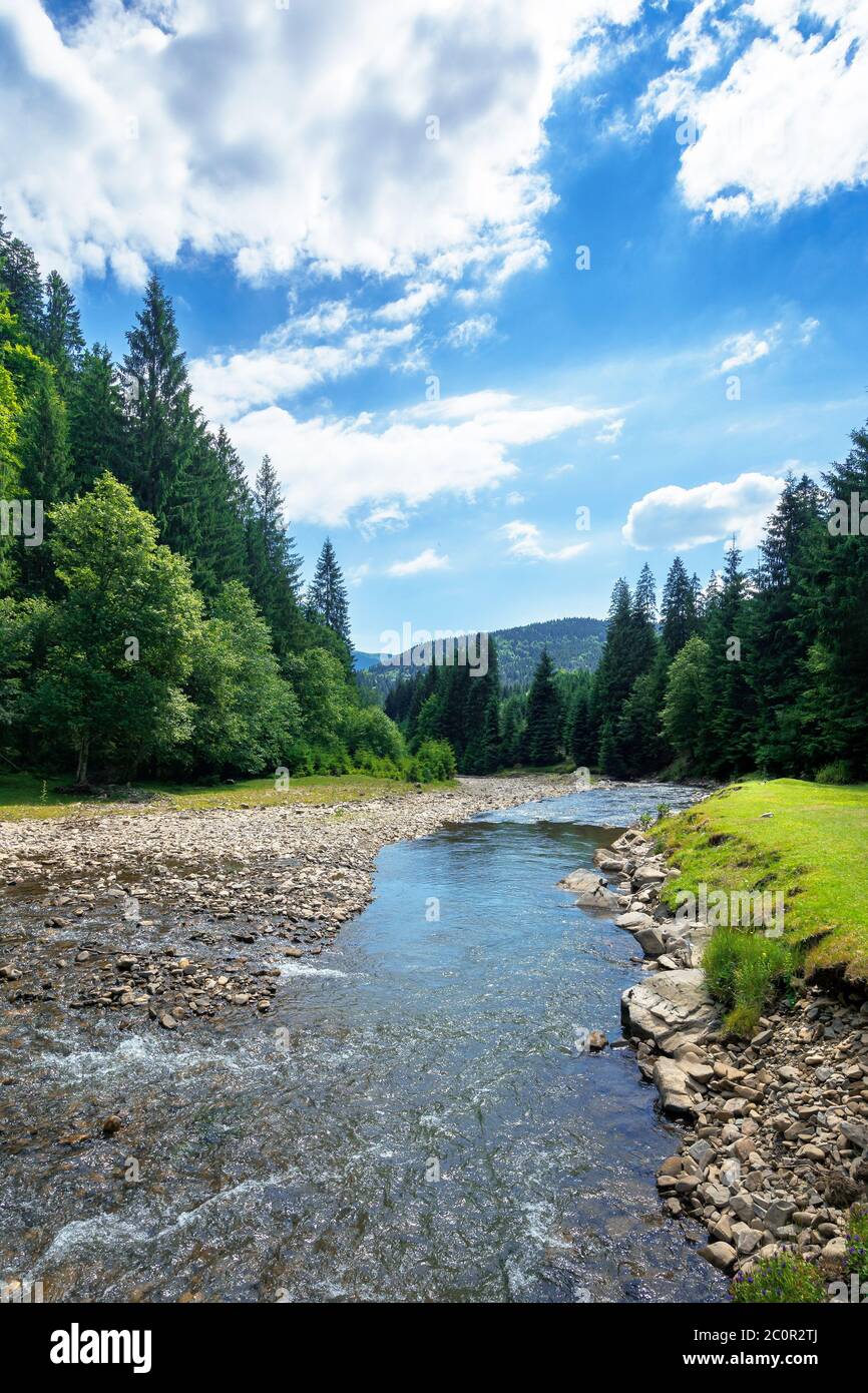 rivière dans le paysage de montagne. beau paysage de nature avec écoulement d'eau dans la forêt. journée ensoleillée avec des nuages moelleux sur le ciel Banque D'Images