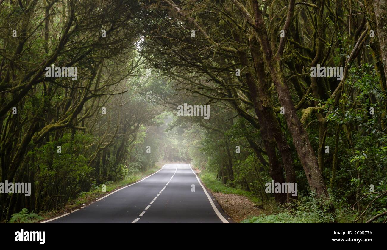 Road throguh Garajonay enchantée forêt à la Gomera, îles Canaries, Espagne Banque D'Images