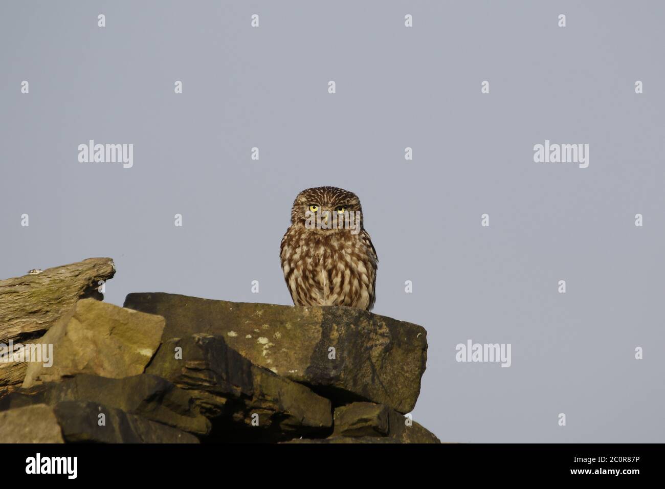 Petits hiboux perchés sur un mur de pierre sèche Banque D'Images