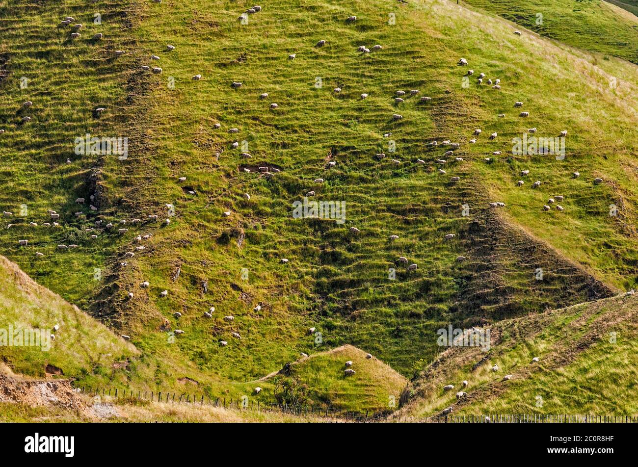 Troupeau de moutons paissant dans Three Kings Range, vue depuis Erewhon Road, près de la gare d'Erewhon, région de Manawatu-Wanganui, Île du Nord, Nouvelle-Zélande Banque D'Images