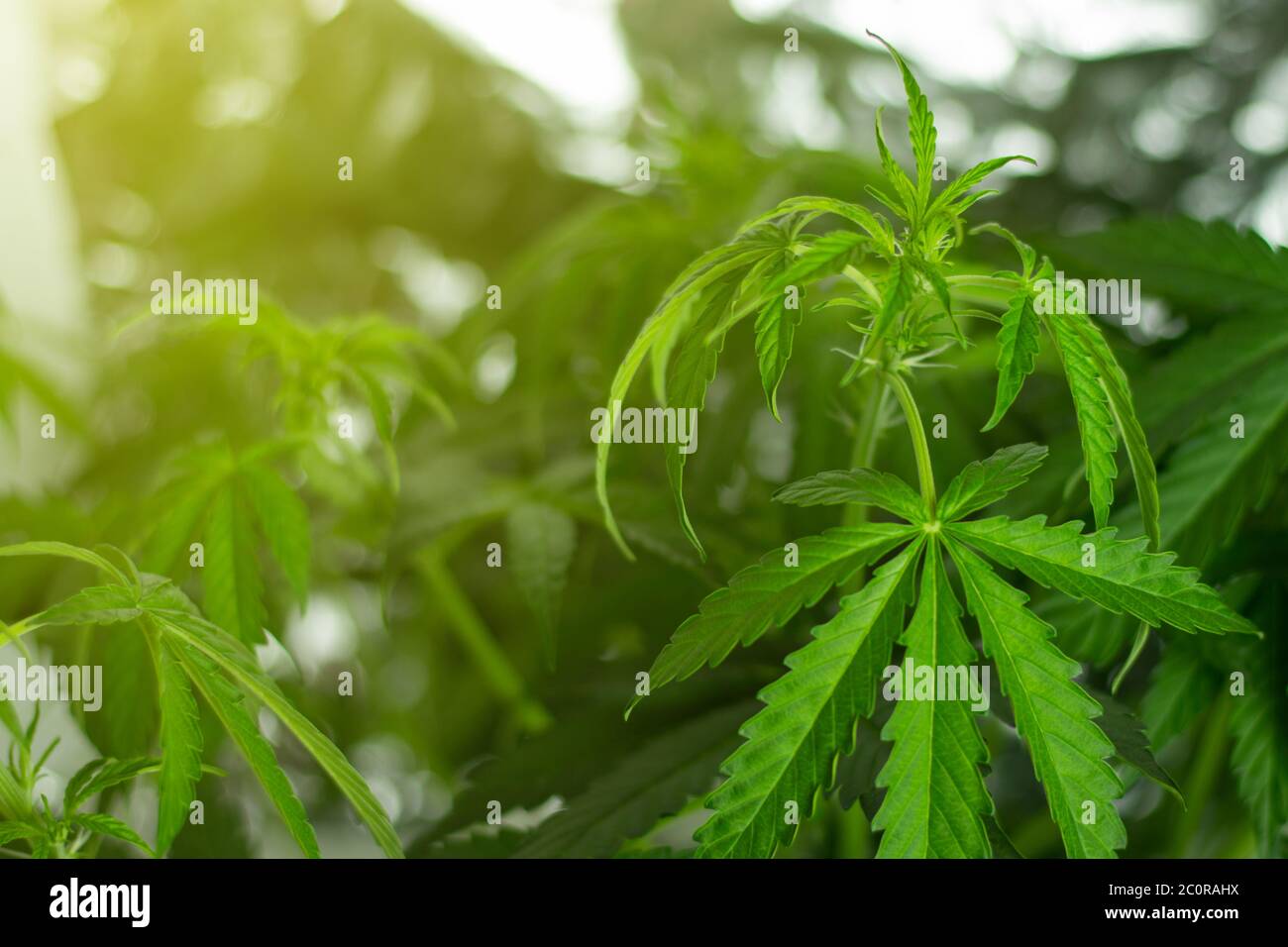 La marijuana commence à fleurir. Période de floraison. Feuilles de mauvaises herbes avec des plantes sur fond. Copier l'espace. Utilisation de THC pour les loisirs et les soins de santé Banque D'Images
