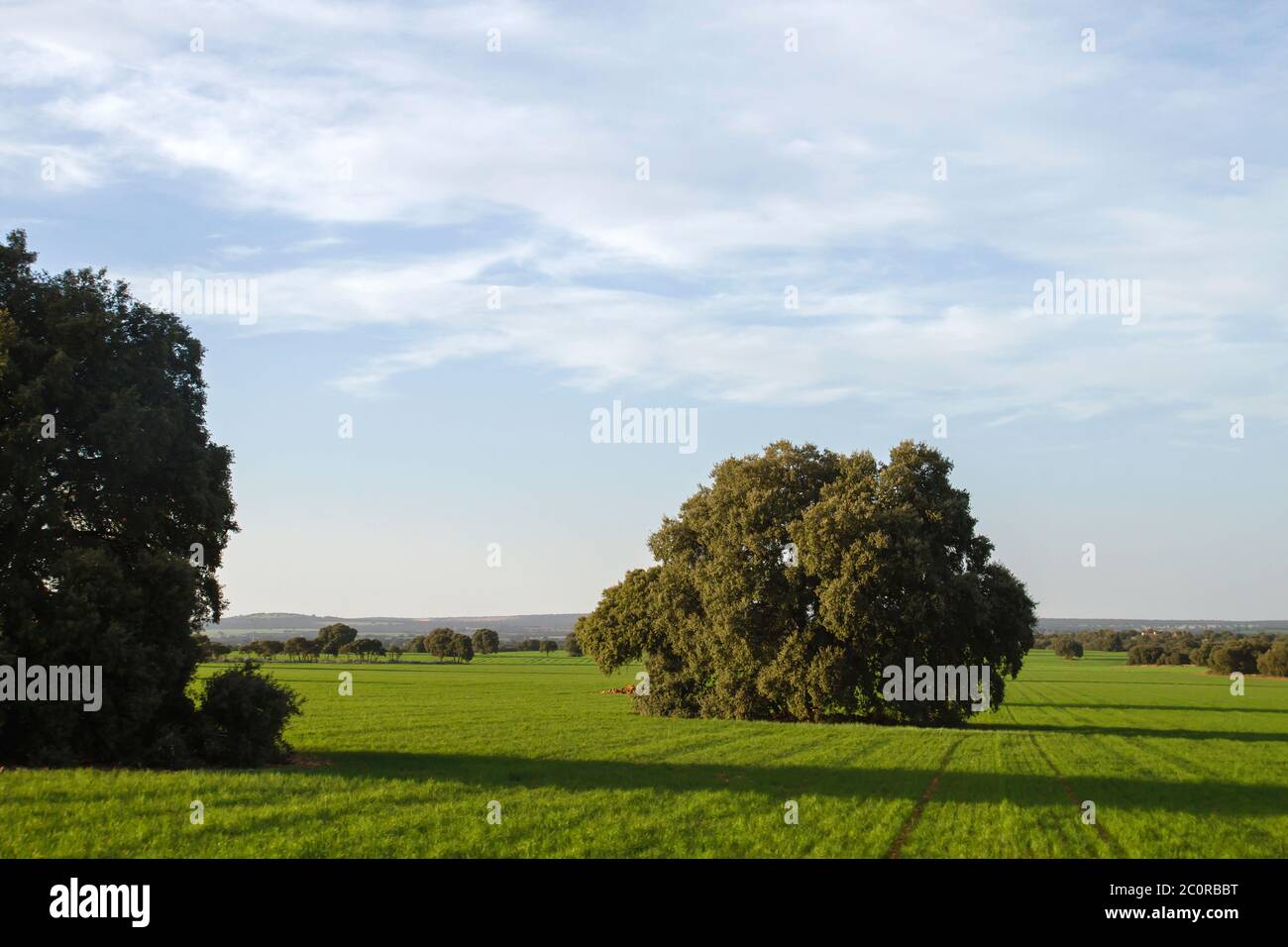 Paysage de prairie verte Banque D'Images