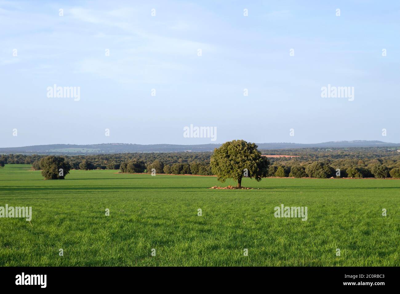 Paysage de prairie verte Banque D'Images