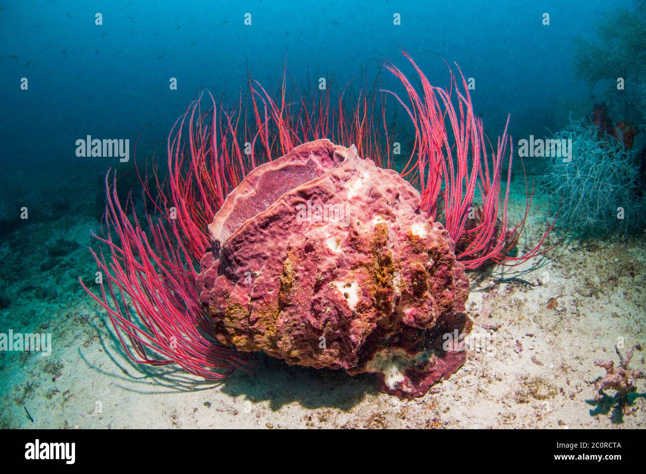 Éponge à canon [Xestospongia testudinaria] et corail gorgonien. Papouasie occidentale, Indonésie. Banque D'Images