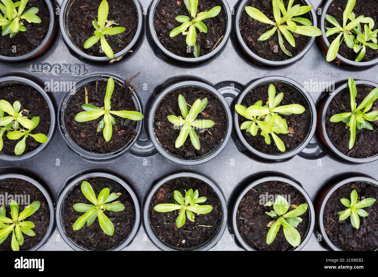 Lychnis flos-cucuci. Jeunes plantes à Robin Ragged. Banque D'Images