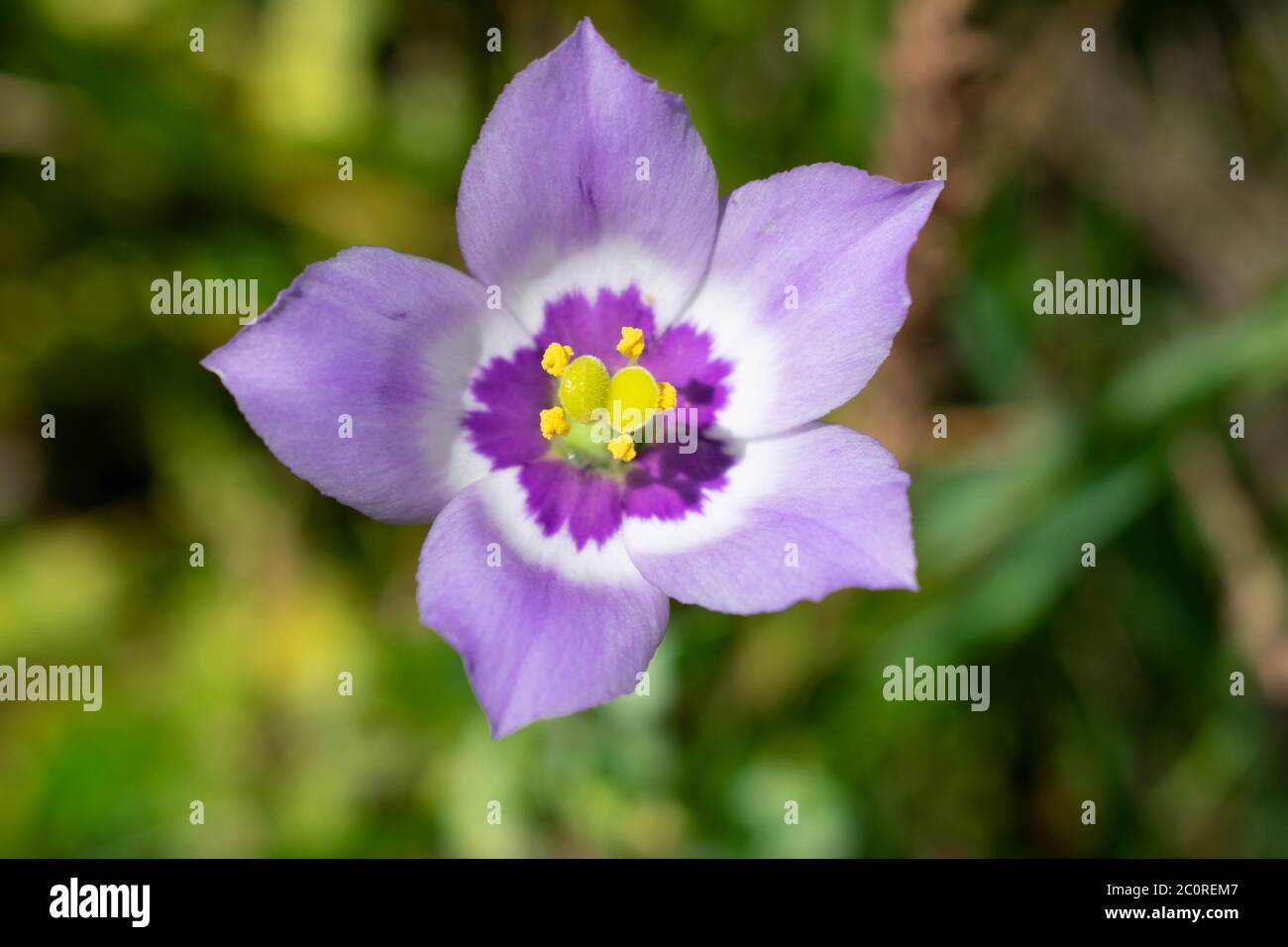 Grande fleur de païens des Prairies Banque D'Images