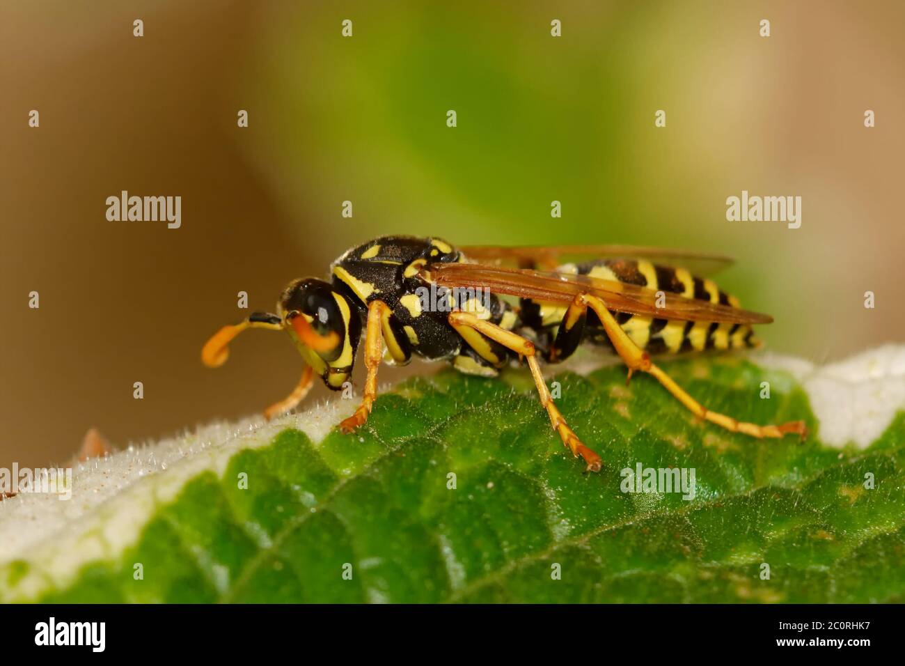 Wasp assis sur feuille verte Banque D'Images