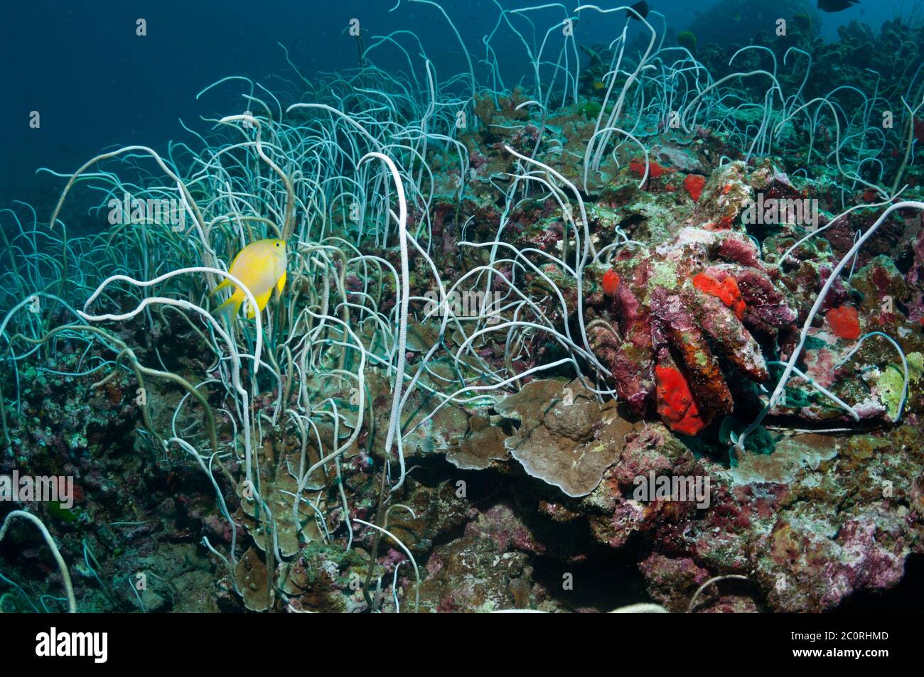 Fouetter les coraux [Junceella fragilis]. Îles Similan, Thaïlande, Mer d'Andaman. Banque D'Images