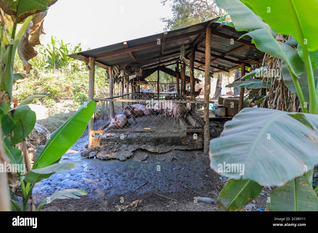 Porcs gardés dans un petit village près du complexe du temple d'Angkor Thom, Siem Reap, Cambodge, Asie Banque D'Images
