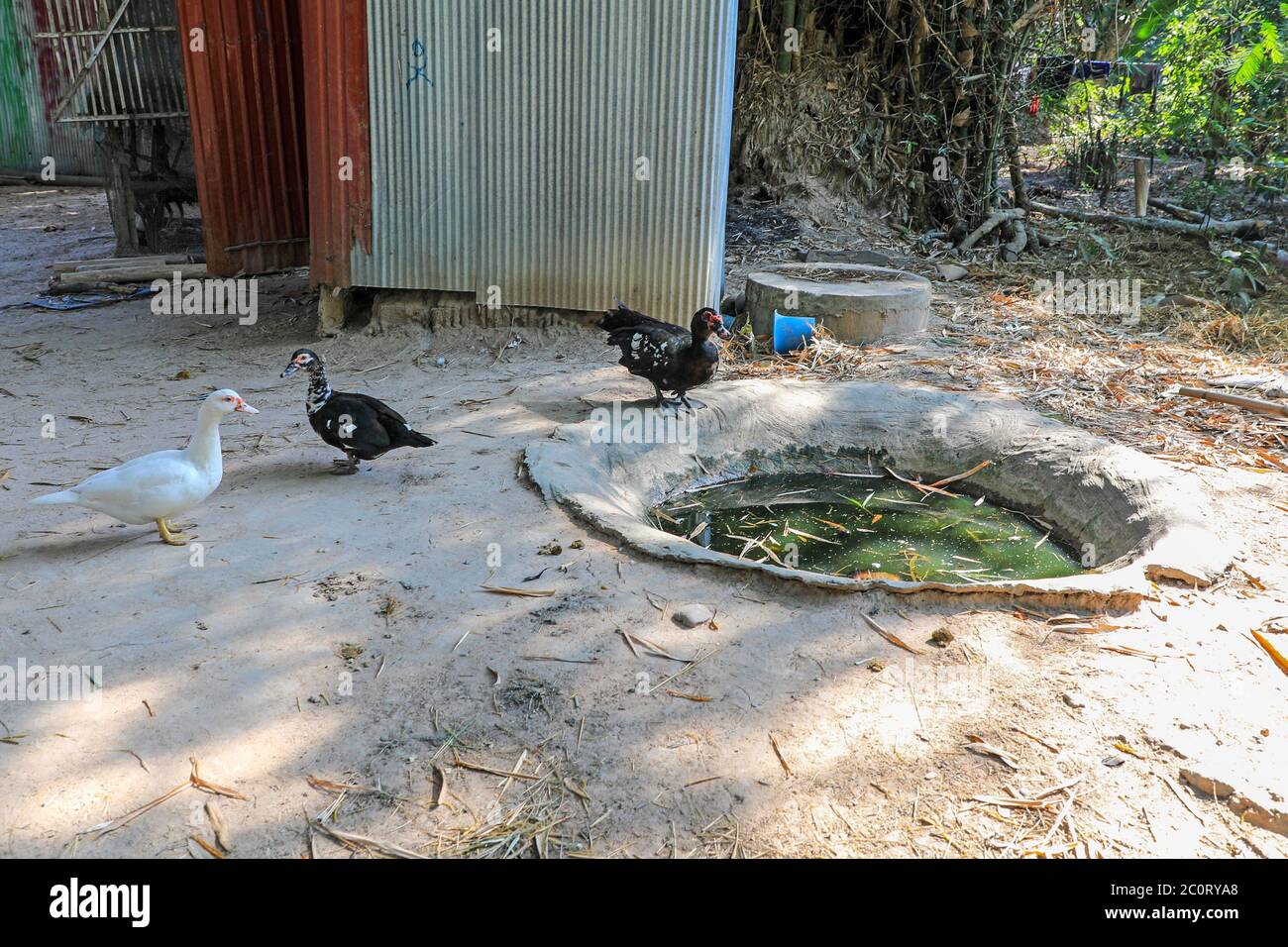 Canards près d'un très petit étang dans un village proche du complexe du temple d'Angkor Thom, Siem Reap, Cambodge, Asie Banque D'Images