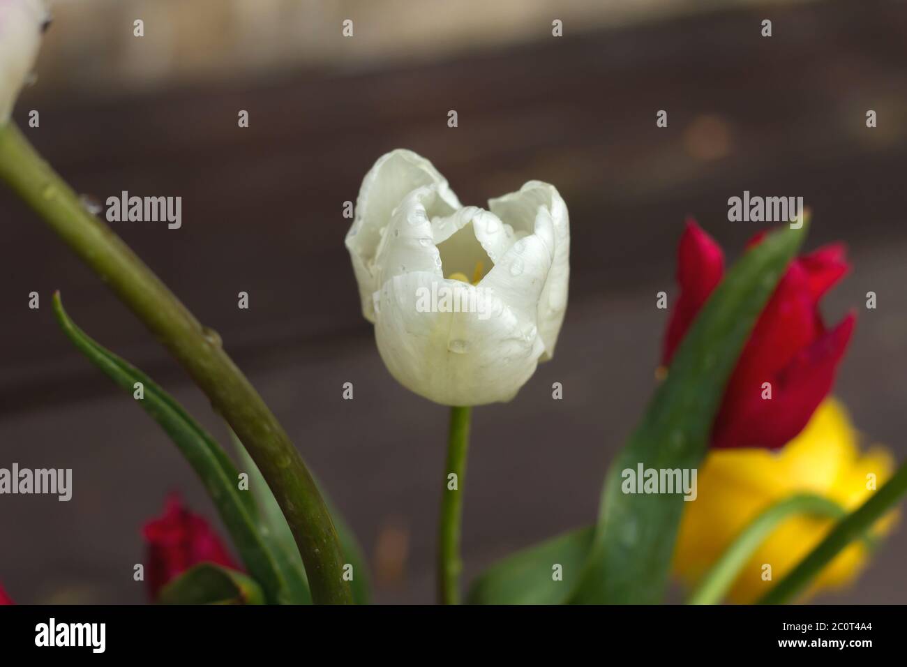 Détail de fleurs blanches naturelles de tulipe Banque D'Images