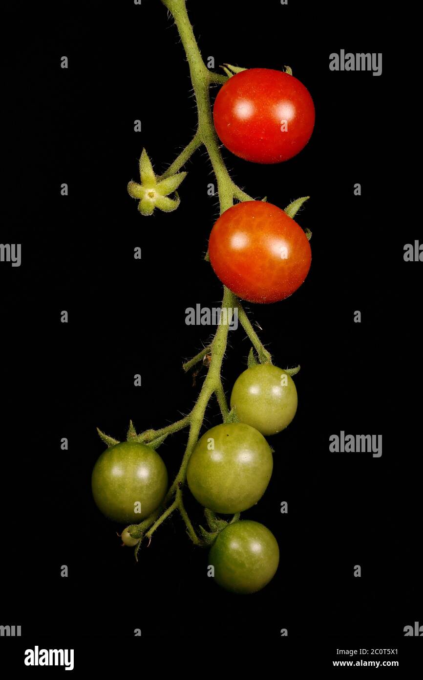 Tomate (Lycopersicon esculentum). Gros plan sur l'infroctescence Banque D'Images