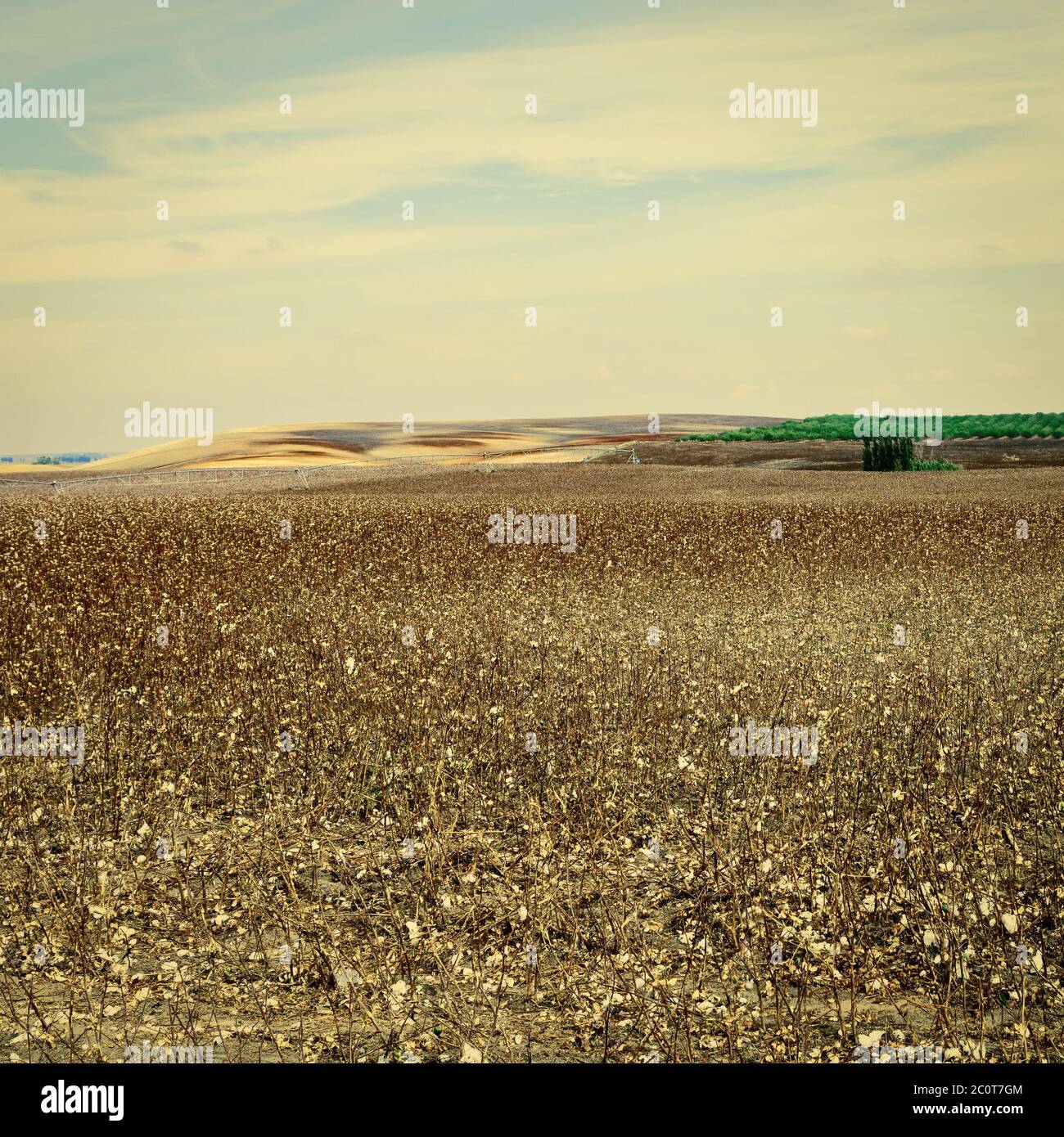 Coton Banque D'Images