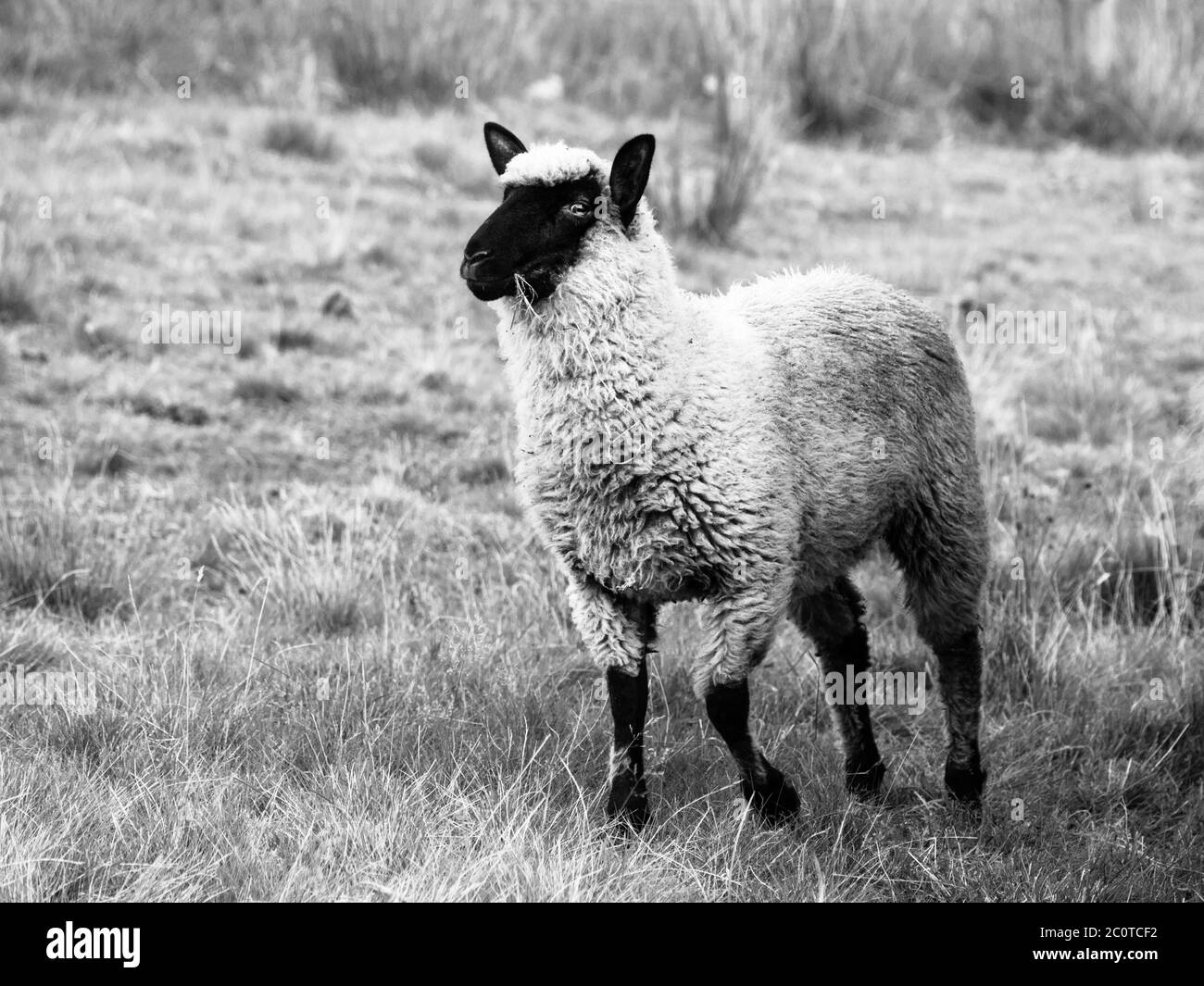 Mouton à fond noir, ou Suffolk, debout sur un pâturage. Image en noir et blanc. Banque D'Images