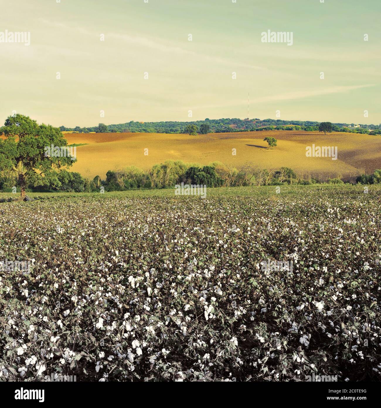 Coton Banque D'Images