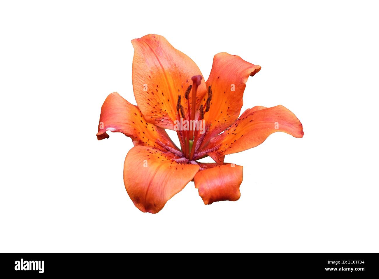 Tigre d'Orenge isolé sur fond blanc Banque D'Images