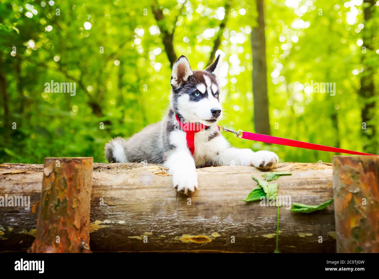 Husky Aux Yeux Marron Et Bleu Banque d