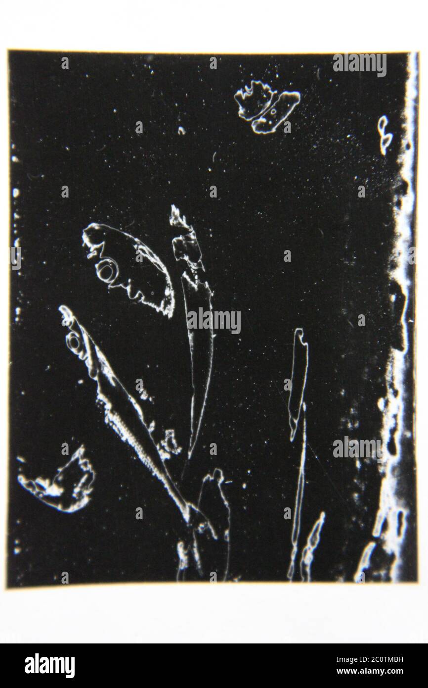 Belle photographie en noir et blanc vintage des années 1970 de la beauté de la nature dans un état de rêve. Banque D'Images