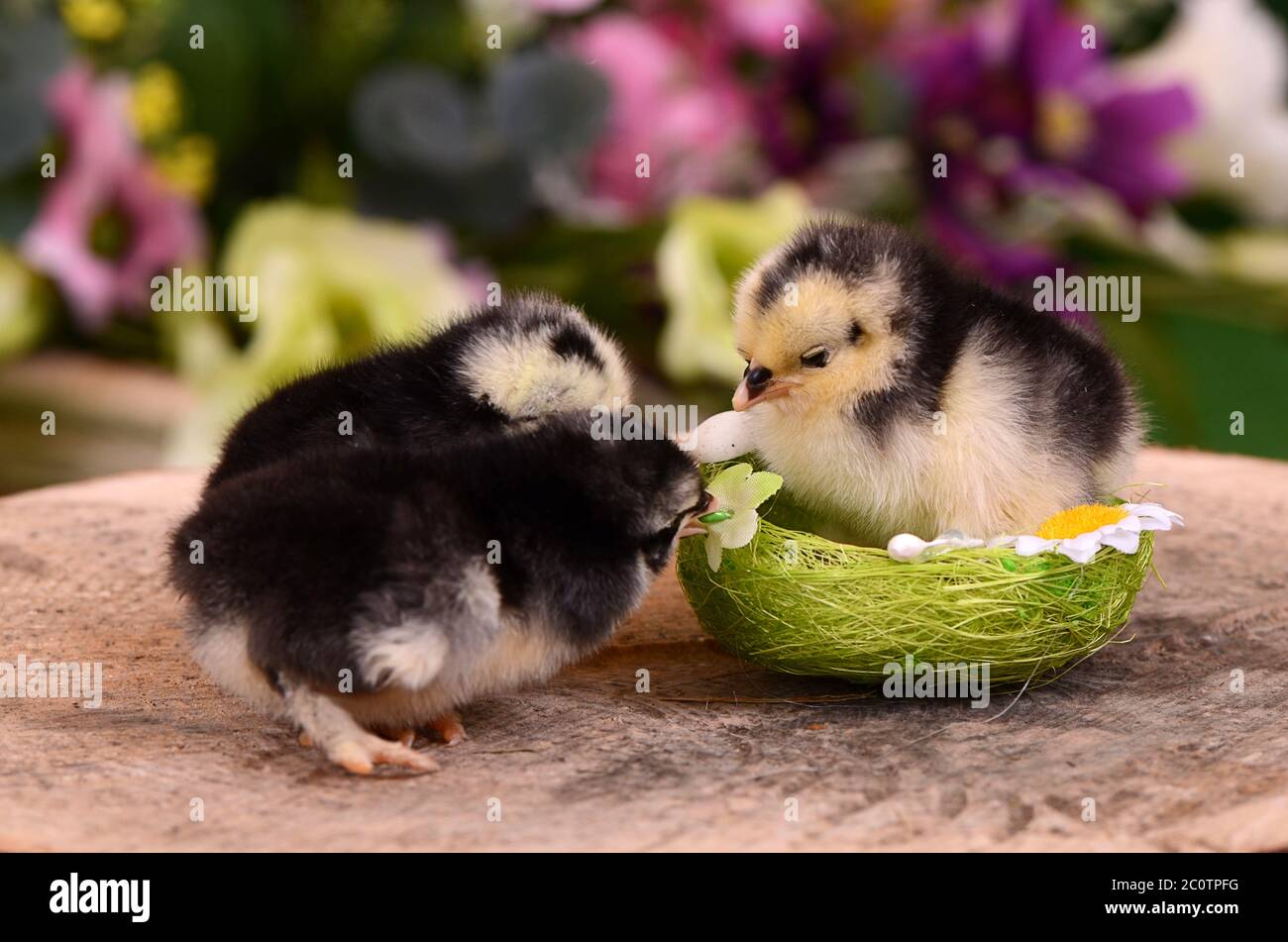 Peu de poulet dans le nid. Easter Banque D'Images Peu de poulet dans le nid. Easter Banque D'Images