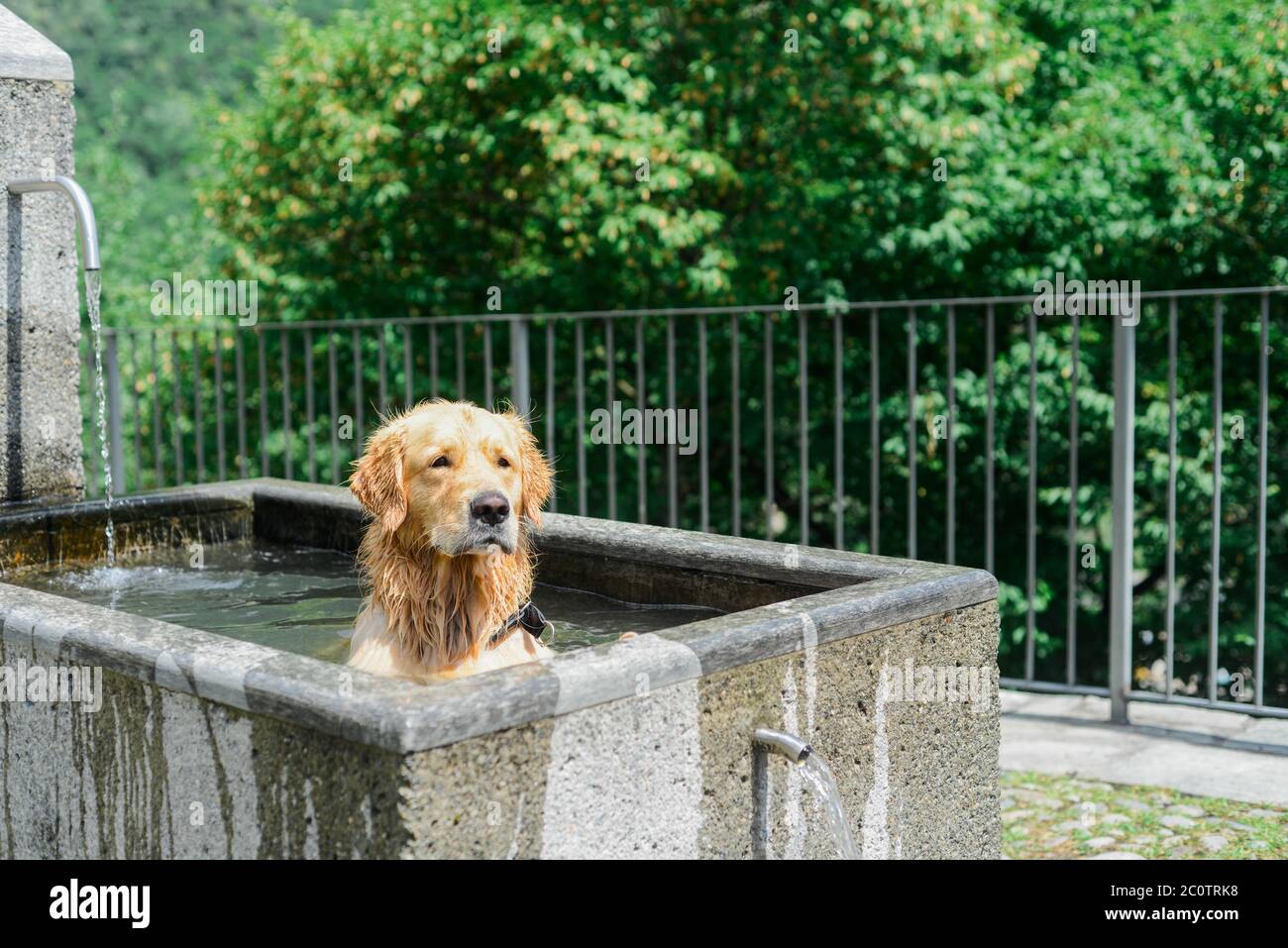 Un chien charmant se rafraîchissant dans une fontaine publique lors d'une chaude journée d'été Banque D'Images