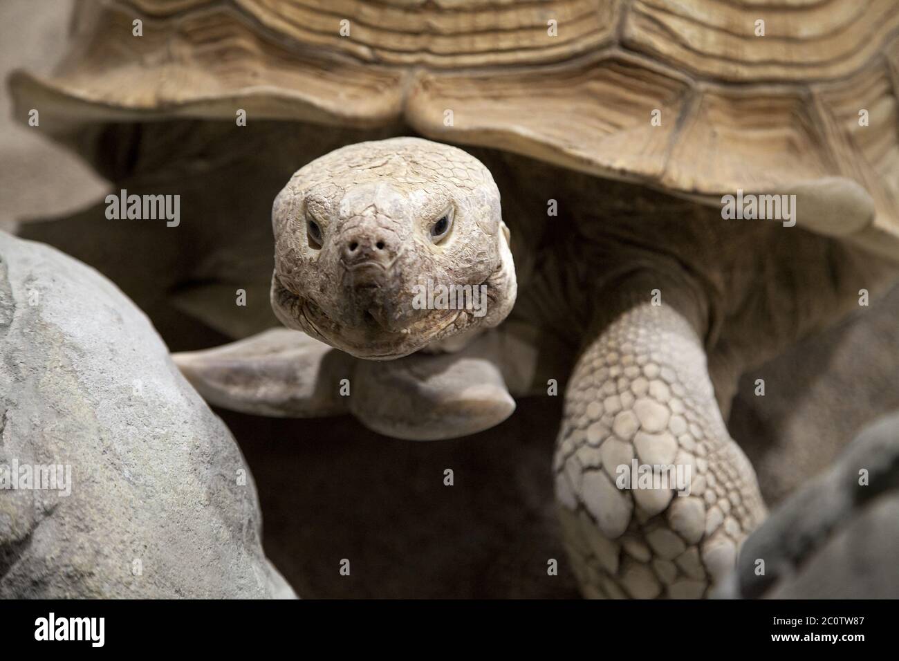 Tête et pieds avant d'un grand tortue de terre Banque D'Images