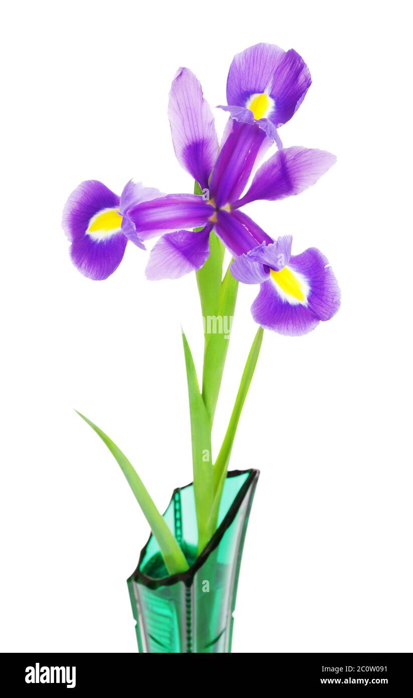 Belle fleur violette fleur de lys, Iris qui fleurit dans le jardin Photo  Stock - Alamy