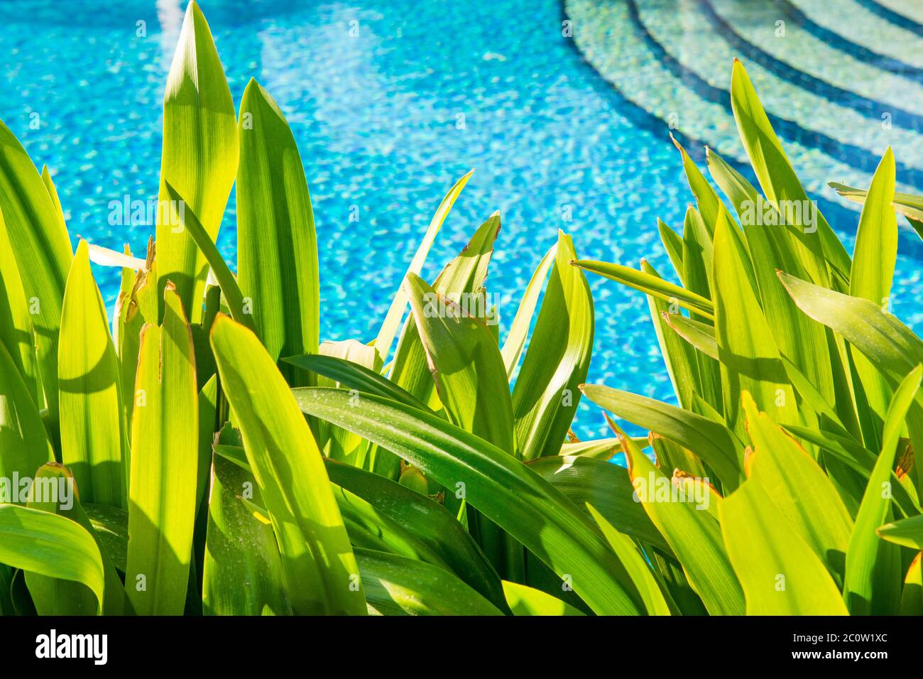 Piscine avec eau bleue avec paysage de plantes tropicales et de fleurs sur fond (accent sur le premier plan) Banque D'Images