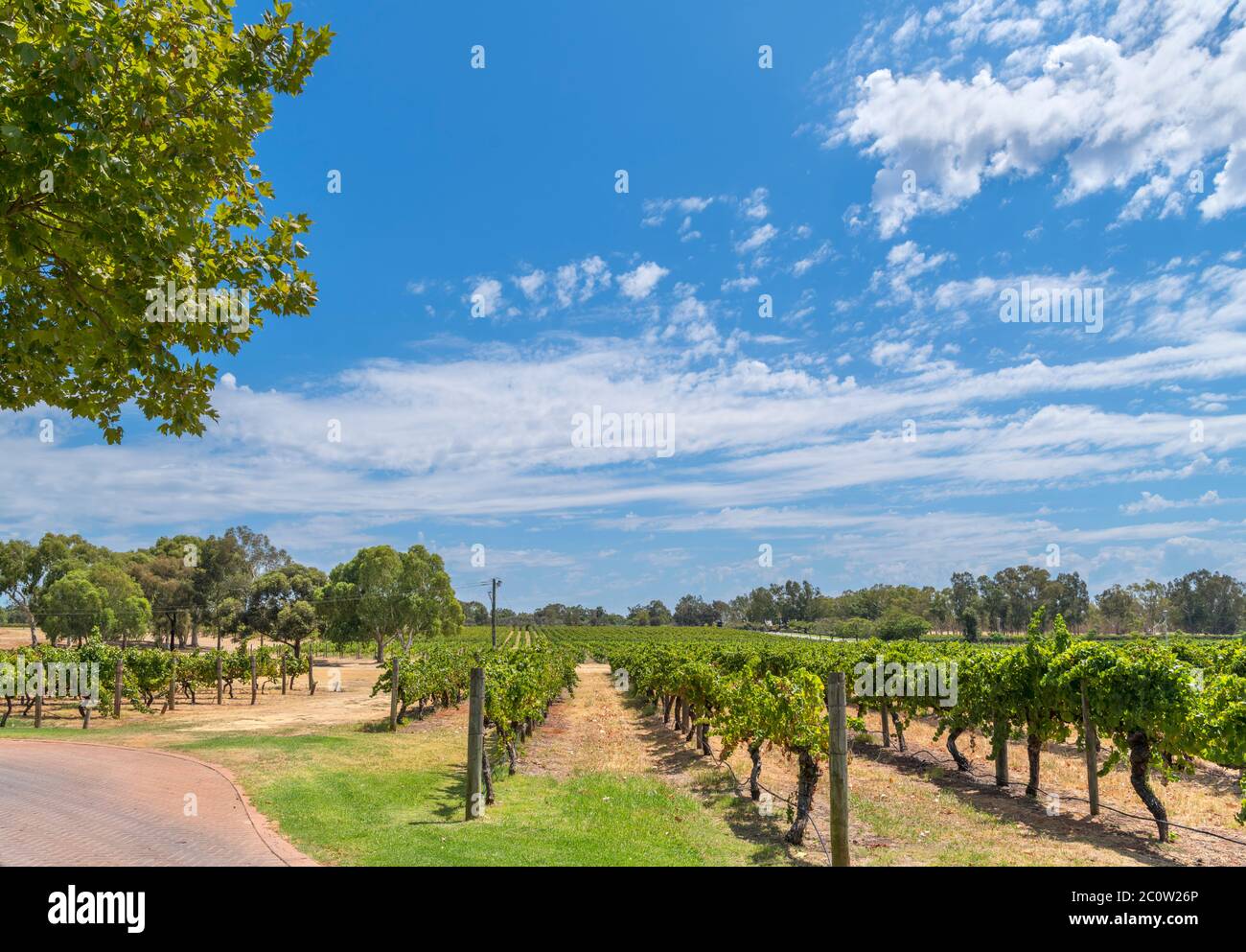 Vignes au domaine des vins de Sandalfords, Swan Valley, Perth, Australie occidentale, Australie Banque D'Images