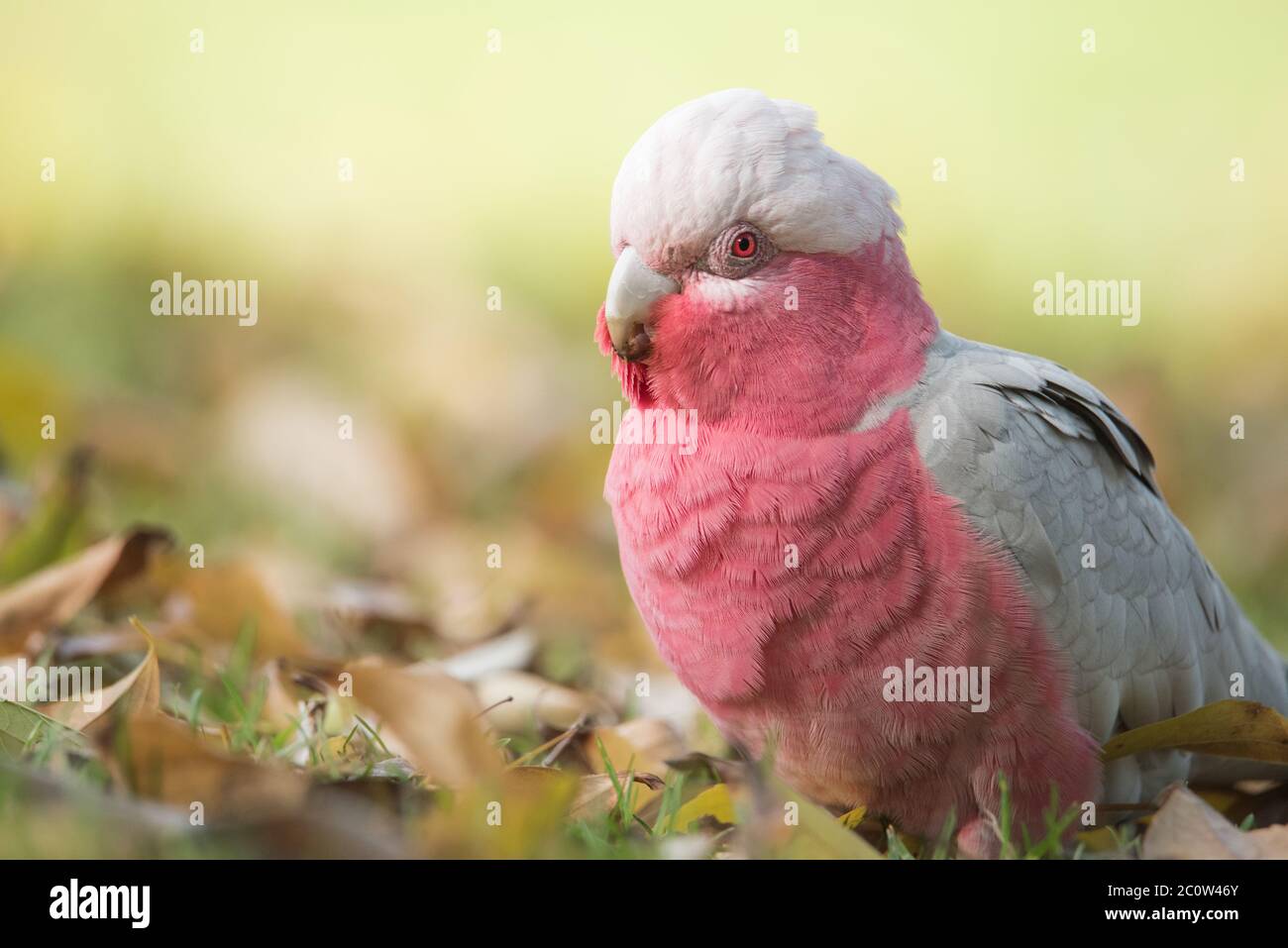 Une galah femelle se forcent pour un repas parmi les feuilles d'automne aux jardins botaniques d'Adélaïde à Adealide, en Australie méridionale. Banque D'Images