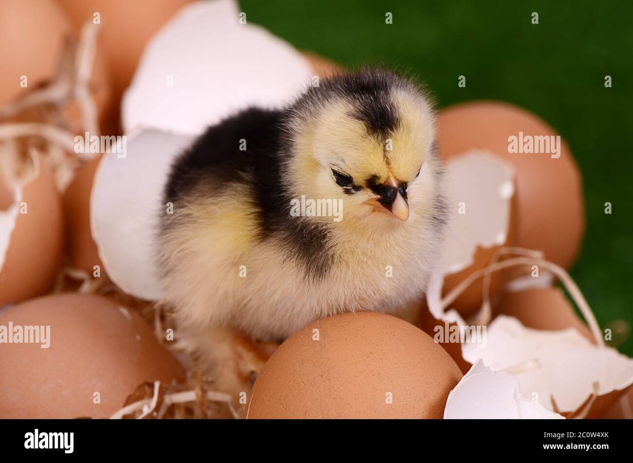 Peu de poulet dans le nid. Easter Banque D'Images Peu de poulet dans le nid. Easter Banque D'Images