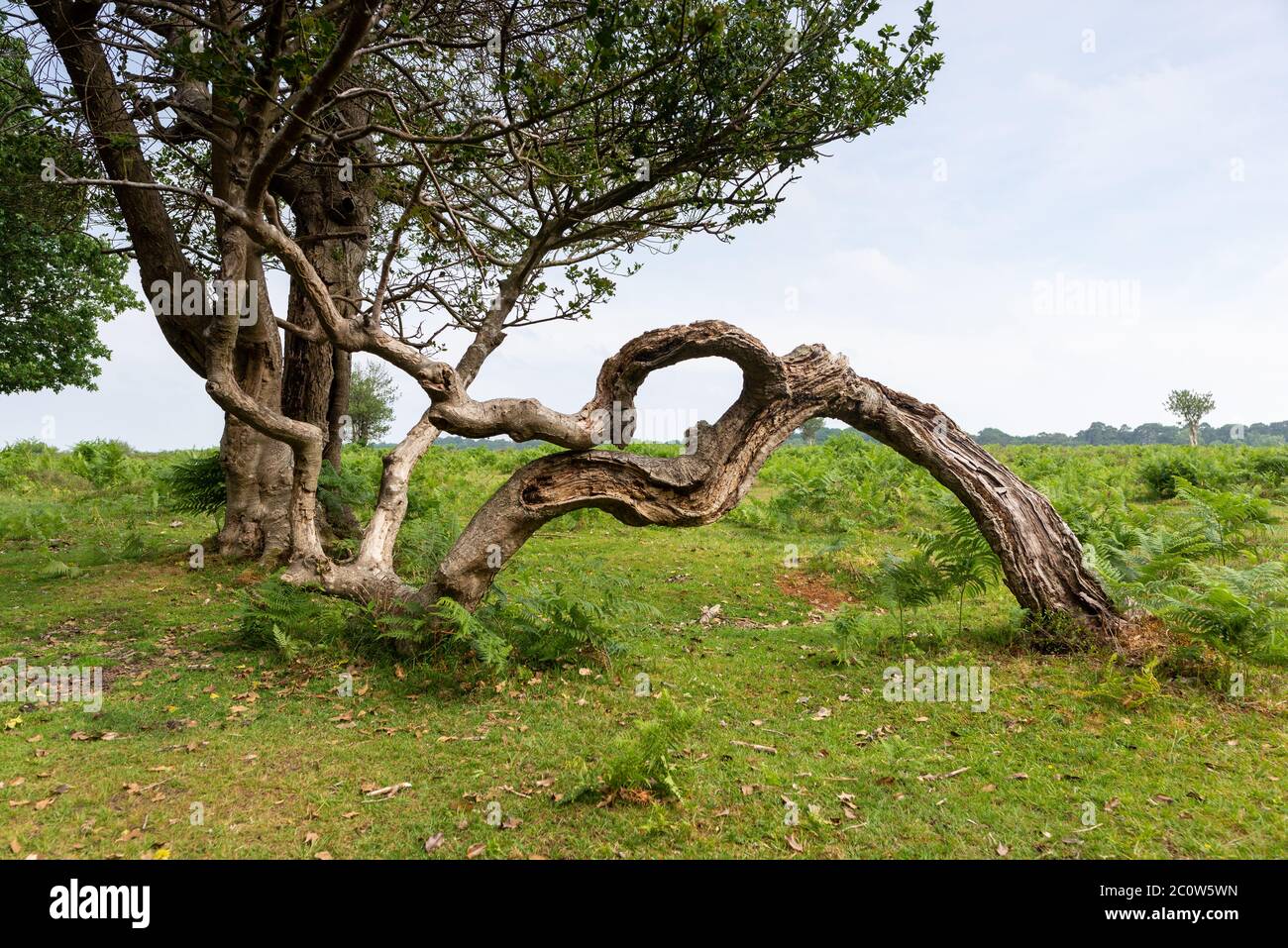 Tronc d'arbre tordu et courbant touchant le sol Banque D'Images