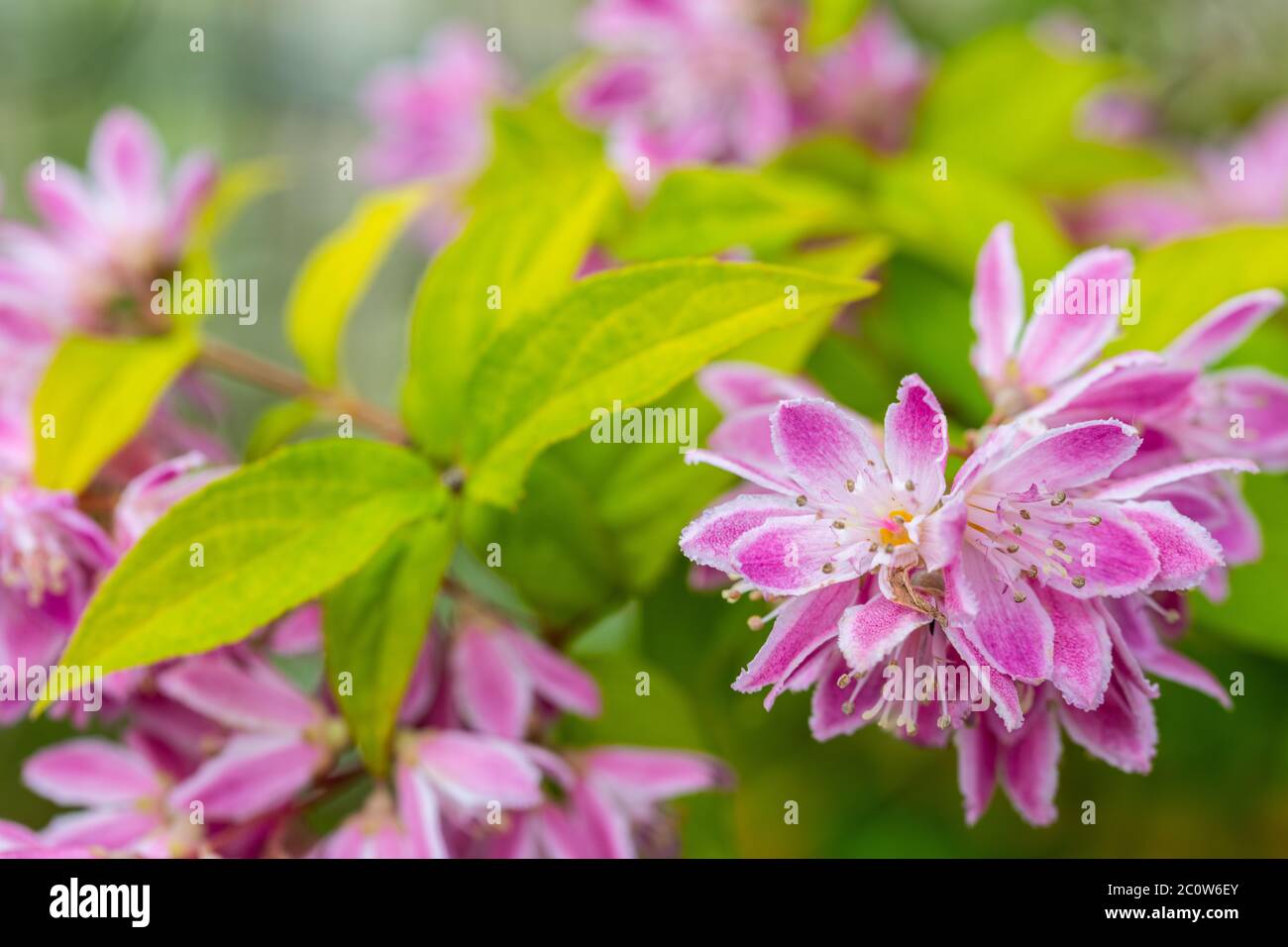 deutzia scabra dans un lit sous le soleil d'été Banque D'Images