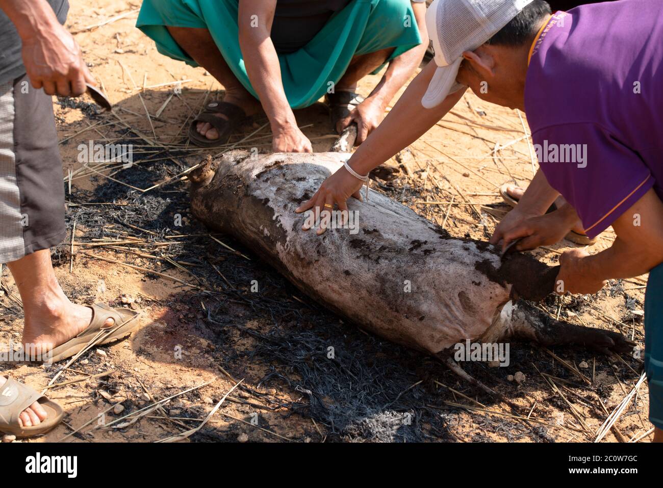 Boucherie d'un porc dans un village ethnique autochtone de Lisu dans la province de Chiang Rai, dans le nord de la Thaïlande. Banque D'Images