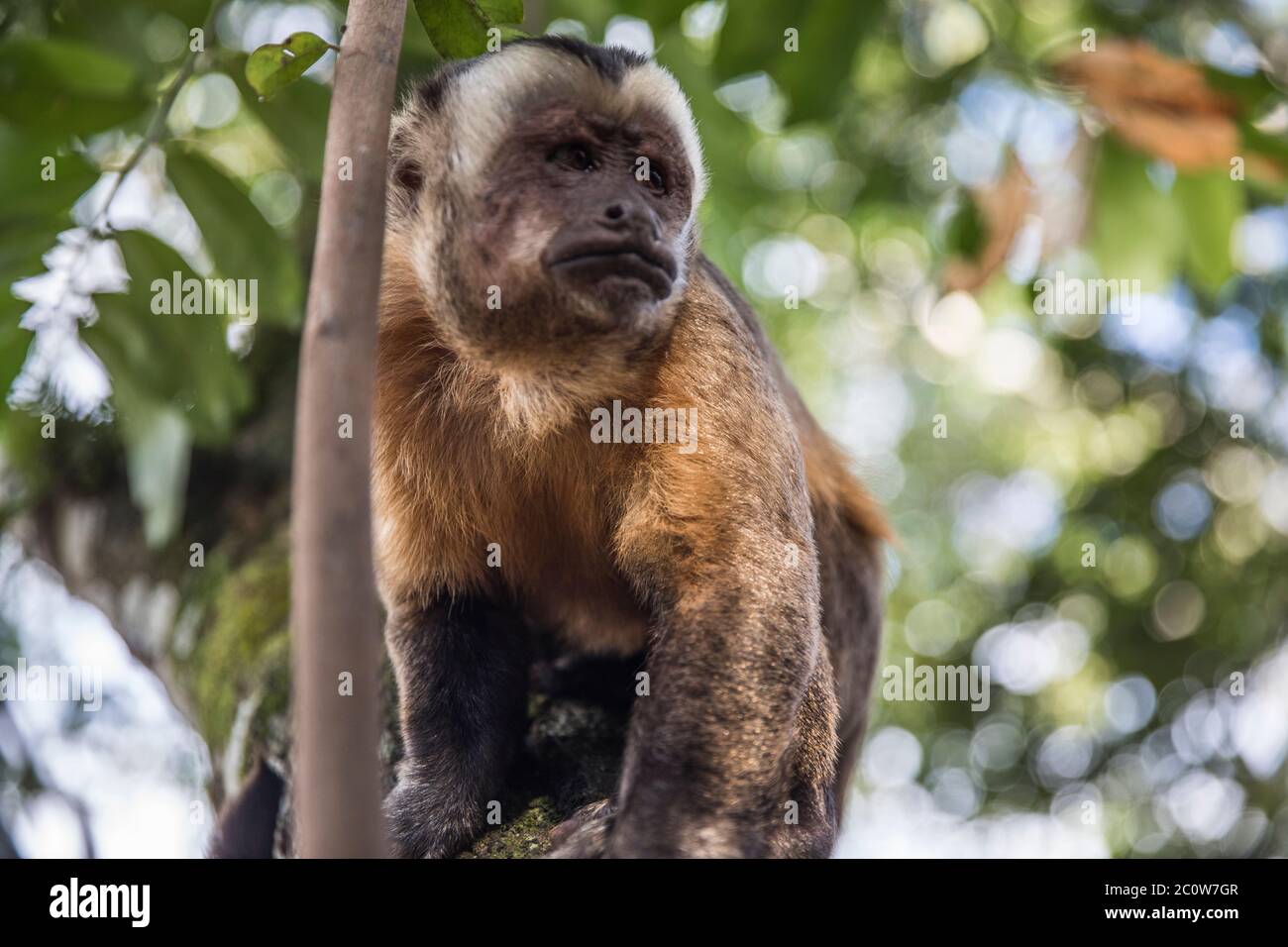 singe sur un arbre dans la forêt Banque D'Images